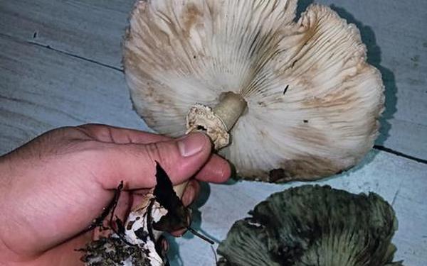 吃瓜爆料蘑菇视频万里长征、关于蘑菇的视频