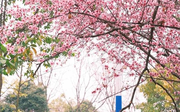 病勤楼栋樱花未增减 病勤楼栋1-6樱花