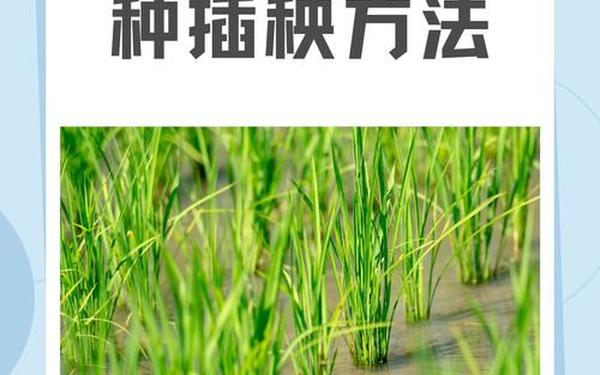 床上100种插秧方法简笔画(在床上的72种扦插方法图解)