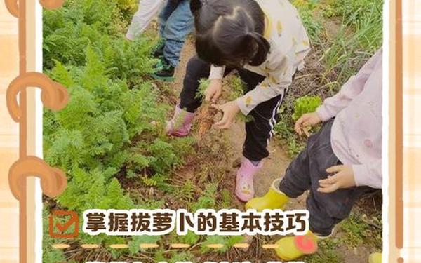 拔萝卜的过程不盖被子会怎么样—萝卜怎么拔