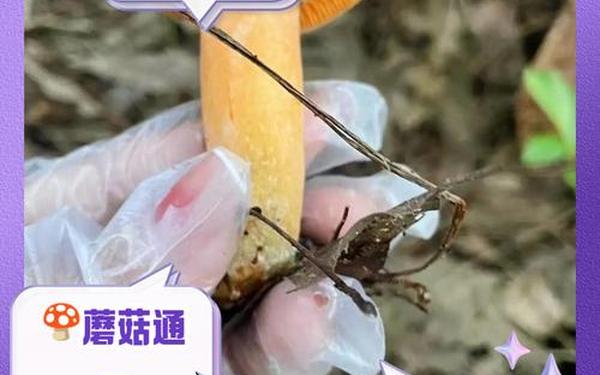 吃瓜爆料蘑菇视频万里长征、关于蘑菇的视频
