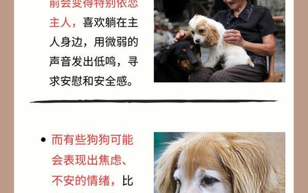 狗狗和人胶配方大全高清;动物配对成功视频大全