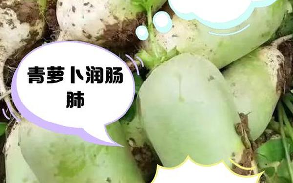 拨萝卜又叫又疼的过_吃青萝卜会引起嗓子疼吗