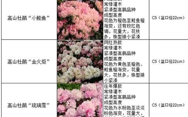 杜鹃白若冰大汗淋漓-杜鹃到底爱不爱白杨 杜鹃白若冰大汗淋漓-杜鹃到底爱不爱白杨
