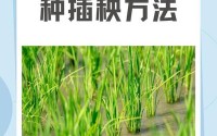 床上100种插秧方法简笔画(在床上的72种扦插方法图解)