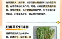 拔萝卜又痛降黄9.1(赶黄草怎么吃法)