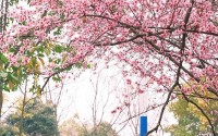 病勤楼栋樱花未增减 病勤楼栋1-6樱花