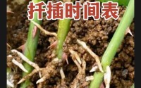 插秧七十二招式图片在线_床上的72种扦插方法图片大全