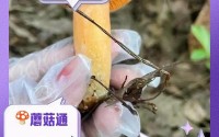 吃瓜爆料蘑菇视频万里长征、关于蘑菇的视频