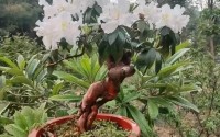杜鹃白若冰大汗淋漓-杜鹃到底爱不爱白杨