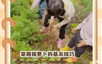 拔萝卜的过程不盖被子会怎么样—萝卜怎么拔